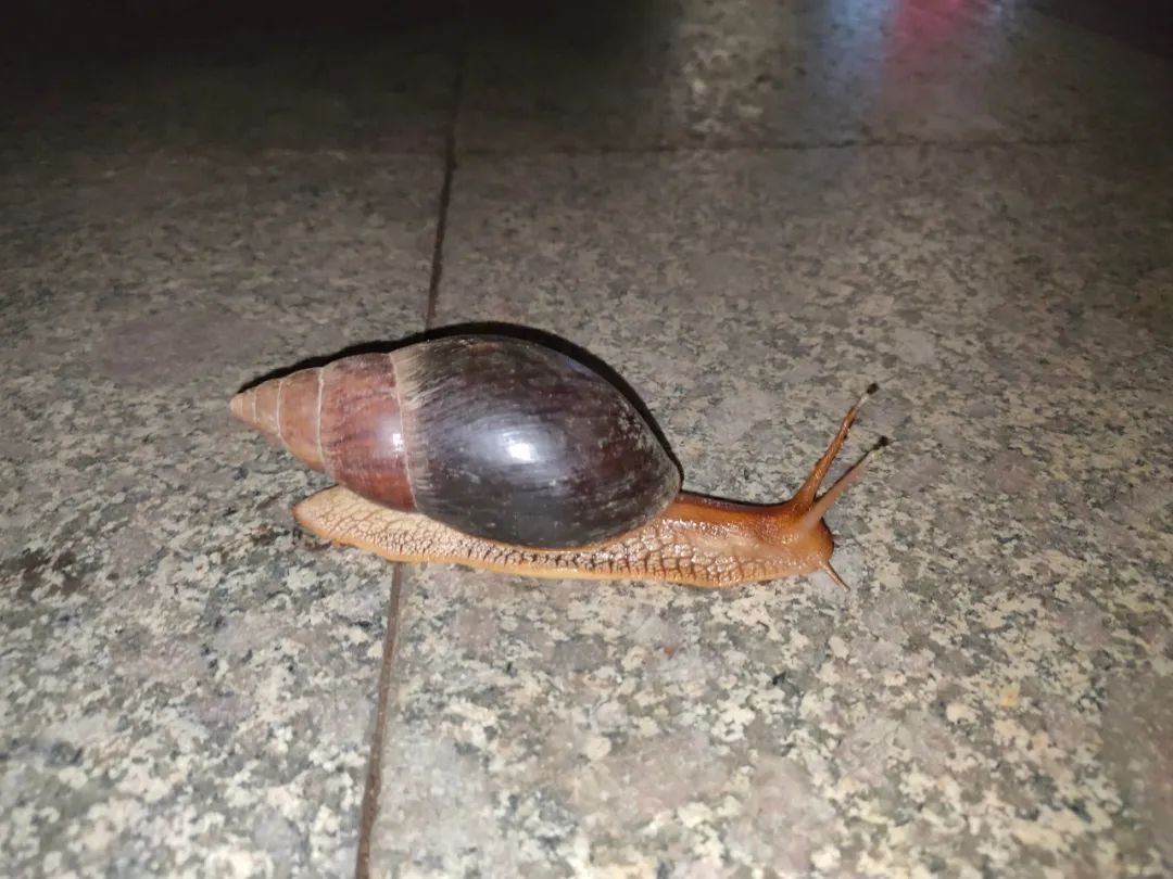 DƬ